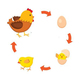 Ciclo de vida de la gallina