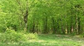 Timeline: el medio ambiente