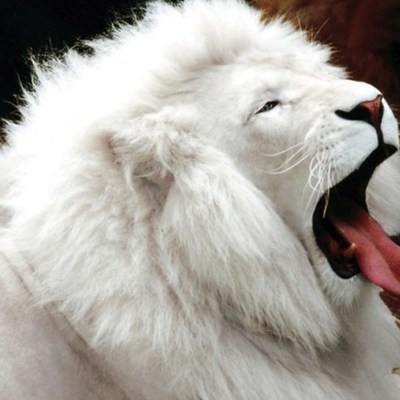 Timeline: ANIMALES EN EXTINCION