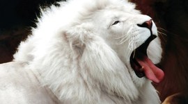 Timeline: ANIMALES EN EXTINCION