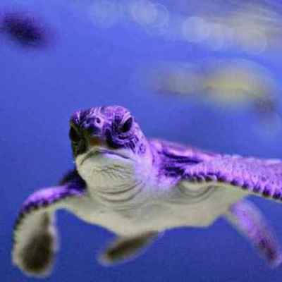 Timeline: tortugas marinas