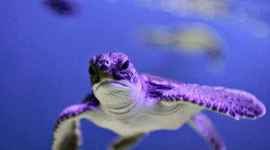 Timeline: tortugas marinas