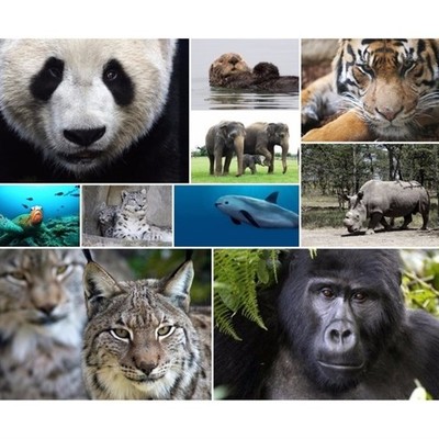 Timeline: Animales en vía de extinción