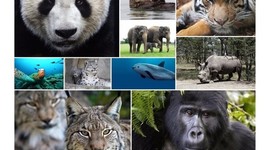 Timeline: Animales en vía de extinción