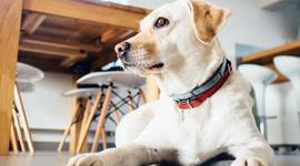 Timeline: Progressive Era