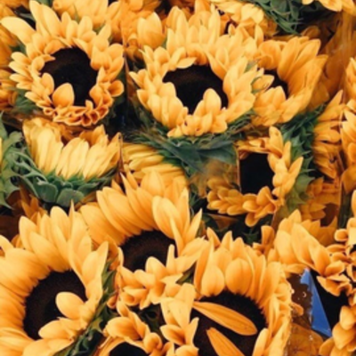 Timeline: PROGRAMA DE SALUD 4ESOB