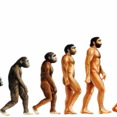 Timeline: The Evolution of The Human Being