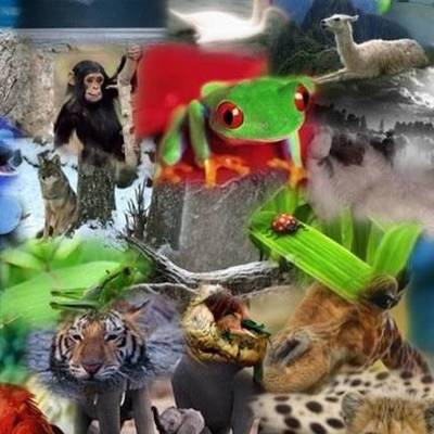 Timeline: Animales Extintos