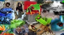 Timeline: Animales Extintos