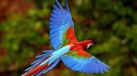 Timeline: Animales En Via De Extincion