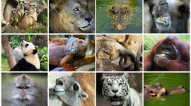 Timeline: Animales En Via De Extension Y Su Reproduccion Sexual