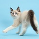 44760 ragdoll kitten 10 weeks old on blue background