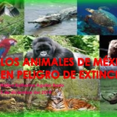 Timeline: Los animales en vida de extinción y reproducción asexual y sexual