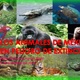 Los animales de mexico en peligro de extincion 1 638