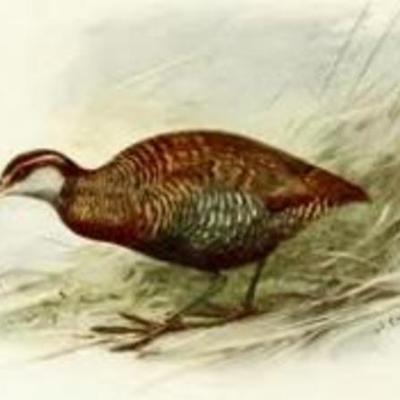 Timeline: linea del tiempo