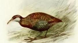 Timeline: linea del tiempo