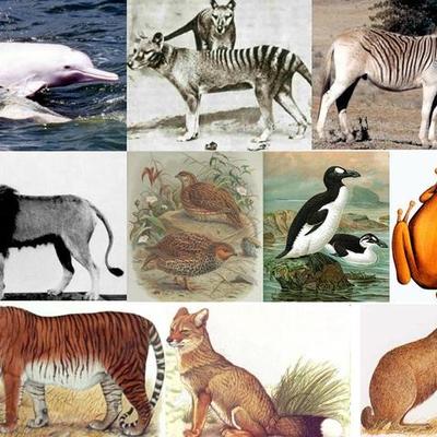 Timeline: Animales extintos