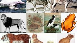 Timeline: Animales extintos