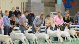 Timeline: my cowgirl life