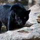 A black panther is focused on me    by seb photos d5iak9d