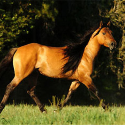 Timeline: Addison's timeline