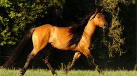 Timeline: Addison's timeline