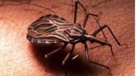 Timeline: Tripanosomiasis Americana