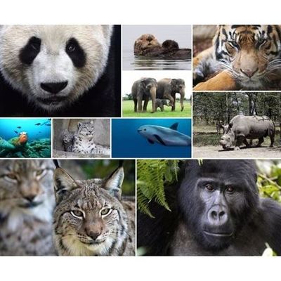 Timeline: Especies en vía de Extinción