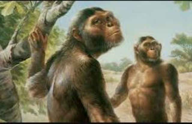 PROCESO DE HOMINIZACIÓN timeline | Timetoast timelines