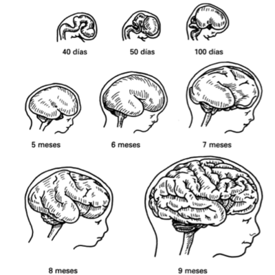 Timeline: DESARROLLO DEL CEREBRO HUMANO