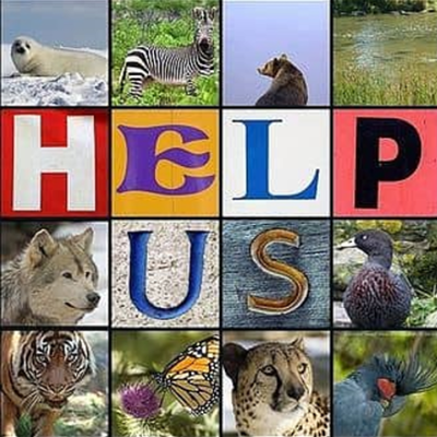 Timeline: Animales Extintos