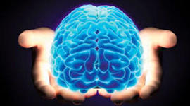 Timeline: Evolución del cerebro