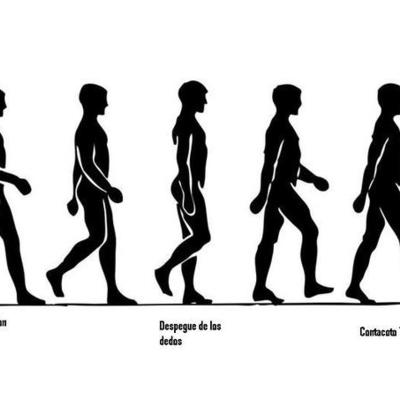 Timeline: Locomoción en el Ser Humano