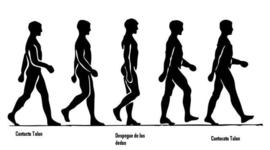 Timeline: Locomoción en el Ser Humano