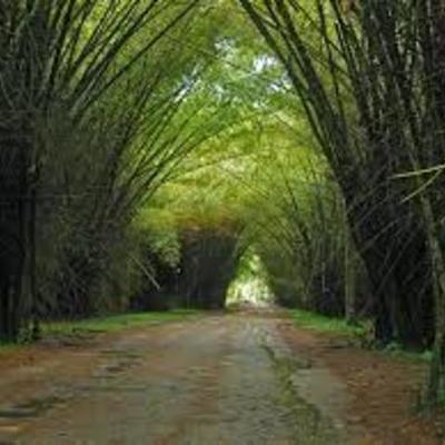 Timeline: Parque Botánico Lancetilla.
