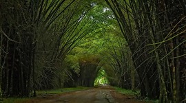 Timeline: Parque Botánico Lancetilla