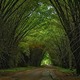 Lancetilla bamboo tunnel
