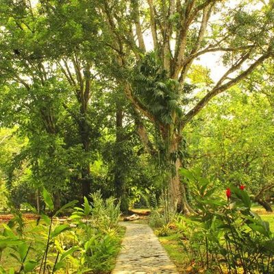 Timeline: Parque Botánico Lancetilla