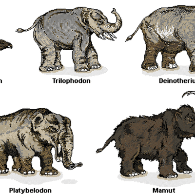Timeline: LA EVOLUCION DE el elefante