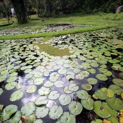 Timeline: Jardín Botánico Lancetilla