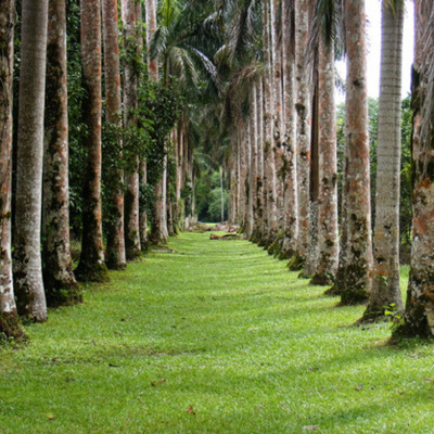 Timeline: Linea de tiempo de Lancetilla