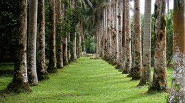 Timeline: Linea de tiempo de Lancetilla