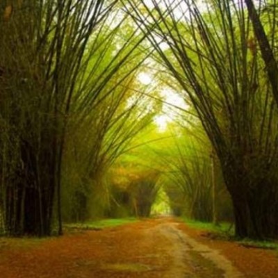 Timeline: Jardín Botánico Lancetilla