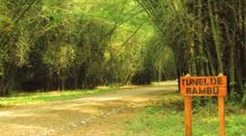 Timeline: Centro de Investigación y Jardín Botánico Lancetilla.