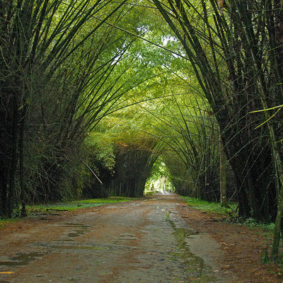 Timeline: Jardín botánico Lancetilla