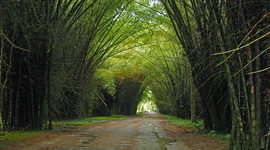 Timeline: Jardín botánico Lancetilla