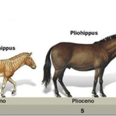 Timeline: LA EVOLUCION DE LOS CABALLOS
