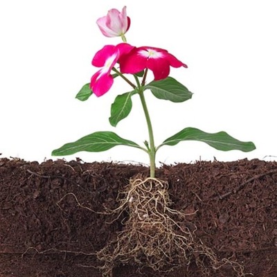 Timeline: Cultural Roots