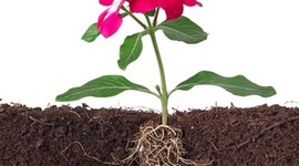 Timeline: Cultural Roots