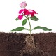 Flower rhizosphere
